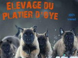 5 chiots Bergers Belges Malinois &agrave; r&eacute;server fauve charbonn&eacute; LOF