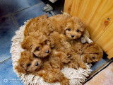Chiots Cavapoo Toy à vendre