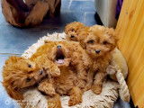 Chiots Cavapoo Toy à vendre