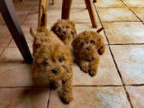 Chiots Cavapoo Toy à vendre