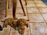 Chiots Cavapoo Toy à vendre