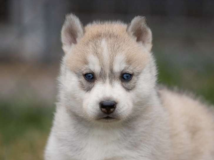 À réserver, 7 chiots Huskies Sibériens d’avril 2022 LOF