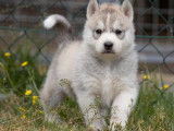 À réserver, 7 chiots Huskies Sibériens d’avril 2022 LOF