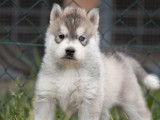 À réserver, 7 chiots Huskies Sibériens d’avril 2022 LOF