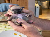 Chiots Chihuahuas à vendre (2 Mâles)