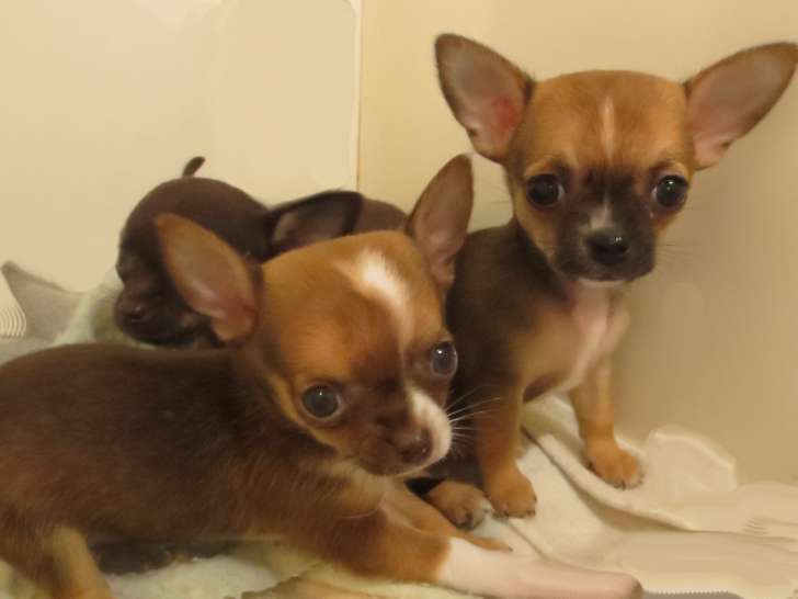 Chihuahuas à poils courts à réserver