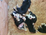 Chiots Bouvier Bernois croisé Shetland à vendre