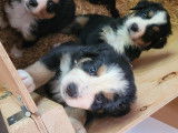 Chiots Bouvier Bernois croisé Shetland à vendre