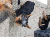 Chiots de race Yorkshire Terrier &agrave; vendre (1 femelle & 4 m&acirc;les)
