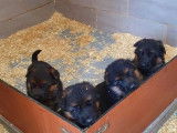 À réserver : 3 chiots femelles Bergers Allemands LOF noir et feu