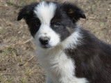 4 chiots Border Collies LOF à vendre