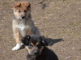 4 chiots Border Collies LOF à vendre