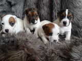 Réservation de 4 chiots mâles Jack Russell Terriers LOF