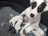 Réservation de 4 chiots mâles Jack Russell Terriers LOF