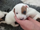 Réservation de 4 chiots mâles Jack Russell Terriers LOF
