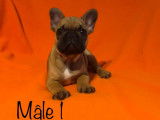 7 chiots Bouledogues Fran&ccedil;ais, 4 femelles, 1 m&acirc;le, LOF &agrave; vendre