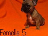7 chiots Bouledogues Fran&ccedil;ais, 4 femelles, 1 m&acirc;le, LOF &agrave; vendre