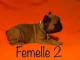 7 chiots Bouledogues Fran&ccedil;ais, 4 femelles, 1 m&acirc;le, LOF &agrave; vendre