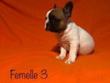7 chiots Bouledogues Fran&ccedil;ais, 4 femelles, 1 m&acirc;le, LOF &agrave; vendre