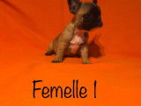 7 chiots Bouledogues Fran&ccedil;ais, 4 femelles, 1 m&acirc;le, LOF &agrave; vendre