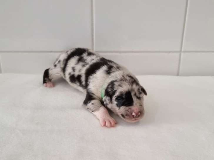 7 chiots Bergers Australiens LOF nés en mai 2022 à adopter