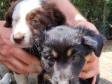 Un chiot femelle Berger Australien LOF tricolore &agrave; vendre