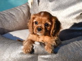 4 chiots Cavaliers King Charles ruby à céder (LOF)