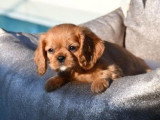 4 chiots Cavaliers King Charles ruby à céder (LOF)