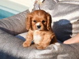4 chiots Cavaliers King Charles ruby à céder (LOF)
