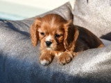 4 chiots Cavaliers King Charles ruby à céder (LOF)