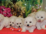 5 chiots type Bichons frisés blancs de mars 2022 LOF en attente d’adoption