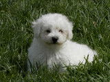 5 chiots type Bichons frisés blancs de mars 2022 LOF en attente d’adoption
