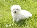 5 chiots type Bichons frisés blancs de mars 2022 LOF en attente d’adoption