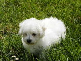 5 chiots type Bichons frisés blancs de mars 2022 LOF en attente d’adoption