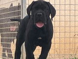 Vente d&rsquo;un chiot Cane Corso LOF m&acirc;le noir
