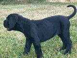Vente d&rsquo;un chiot Cane Corso LOF m&acirc;le noir