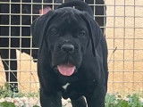 Vente d&rsquo;un chiot Cane Corso LOF m&acirc;le noir
