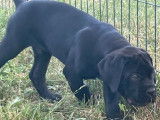 Vente d&rsquo;un chiot Cane Corso LOF m&acirc;le noir