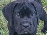 Vente d&rsquo;un chiot Cane Corso LOF m&acirc;le noir