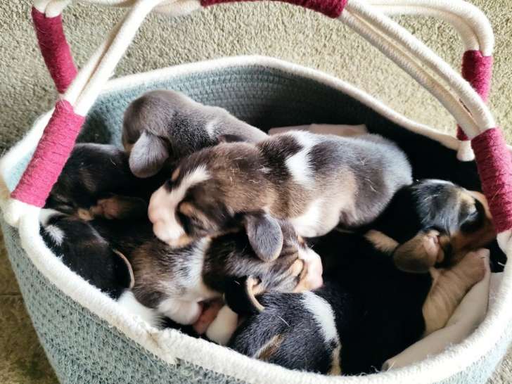 À adopter 7 chiots Beagles tricolores LOF nés en 2022