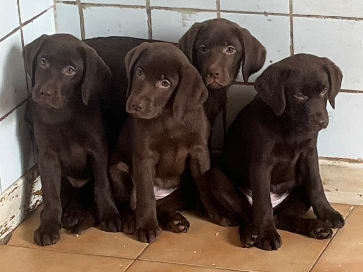 Chiots Labrador marron à vendre