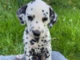 8 chiots Dalmatiens à réserver, LOF blancs et à taches noires