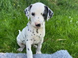 8 chiots Dalmatiens à réserver, LOF blancs et à taches noires