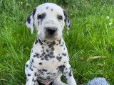 8 chiots Dalmatiens à réserver, LOF blancs et à taches noires