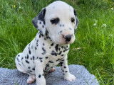 8 chiots Dalmatiens à réserver, LOF blancs et à taches noires