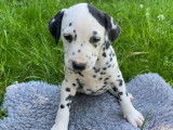 8 chiots Dalmatiens à réserver, LOF blancs et à taches noires