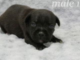 Réservation pour 8 chiots Staffordshire Bull Terriers LOF