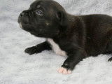 Réservation pour 8 chiots Staffordshire Bull Terriers LOF