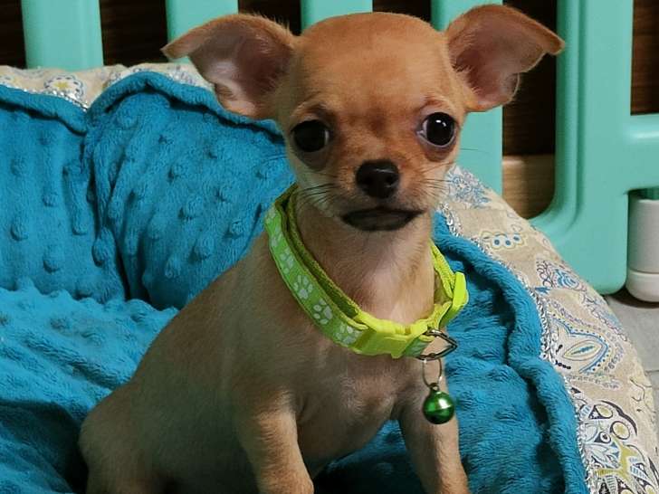 Chiot Chihuahua femelle à vendre