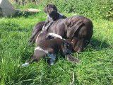 Chiots Braques Allemands LOSH